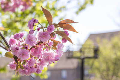 Close-up of pink cherry blossom tree