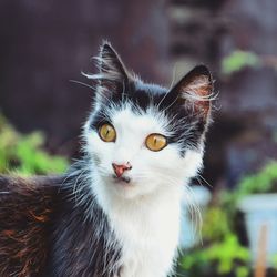 Close-up portrait of cat