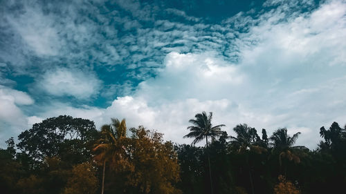 Low angle view of coconut palm trees against sky