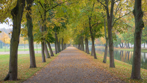 Footpath amidst trees in park during autumn