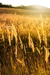 Close-up of stalks in field