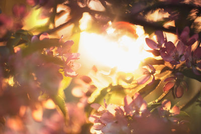Close-up of flowering plant against sky
