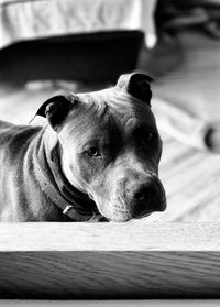 Close-up of dog looking away