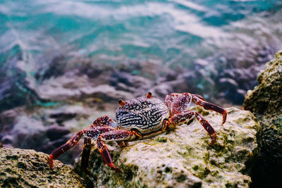 Close-up of crab on rock