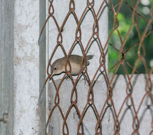 Close-up of chainlink fence