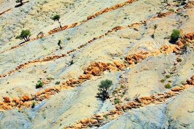 Full frame shot of tree