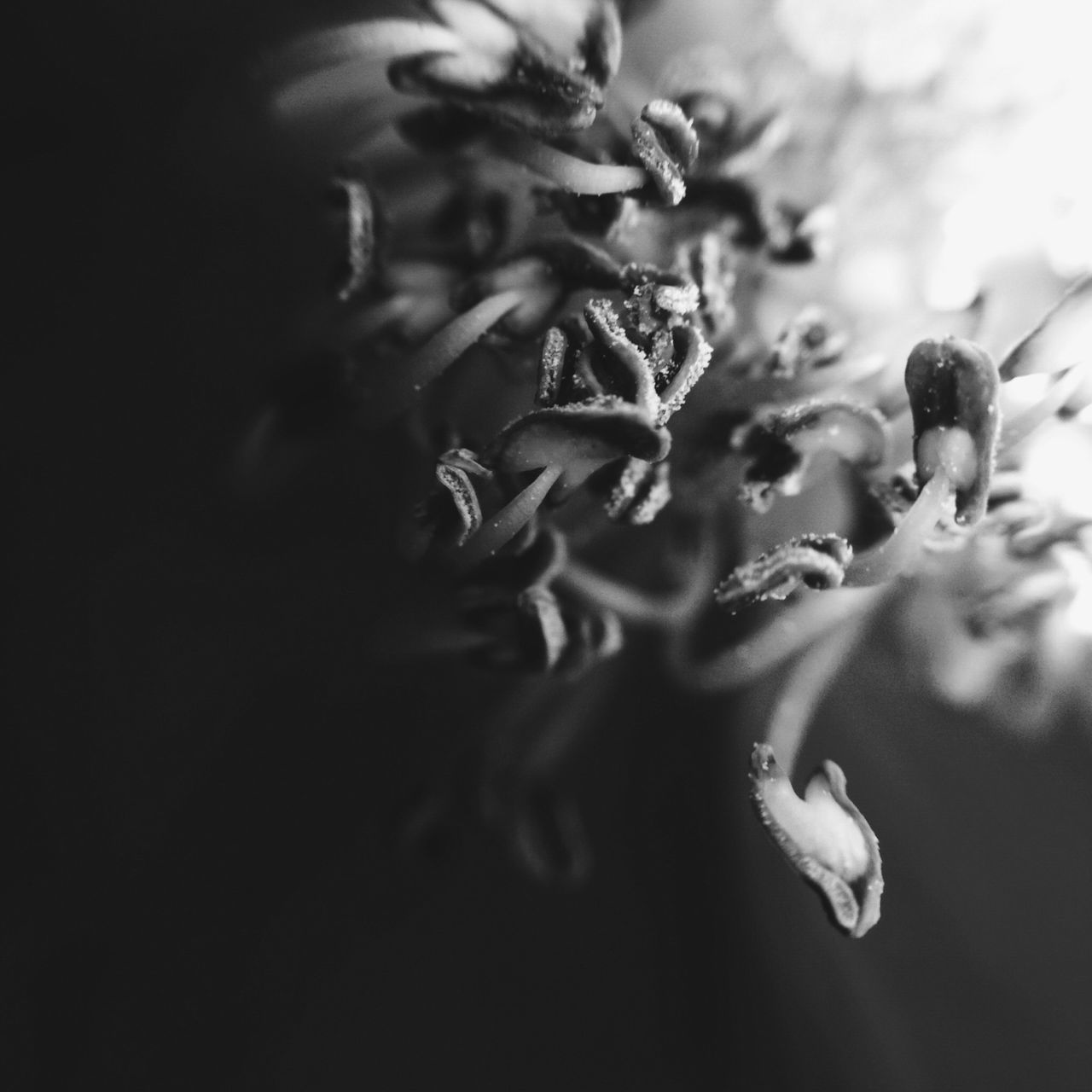 flower, growth, nature, freshness, fragility, animals in the wild, petal, animal themes, beauty in nature, wildlife, close-up, plant, selective focus, flower head, bud, focus on foreground, no people, day, outdoors