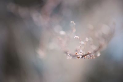 Close-up of water drops on plant