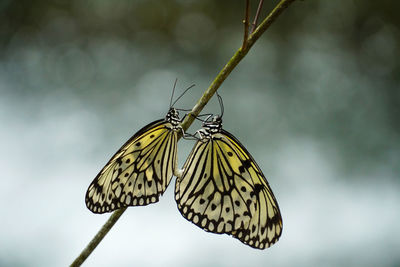 Close-up of butterfly pollinating flower