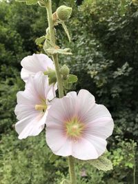 Close-up of white flowering plant