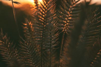 Close-up of pine tree during sunset