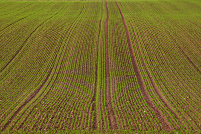 Scenic view of agricultural field