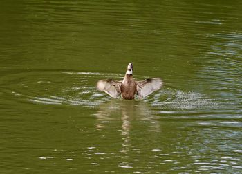 Swan swimming on lake