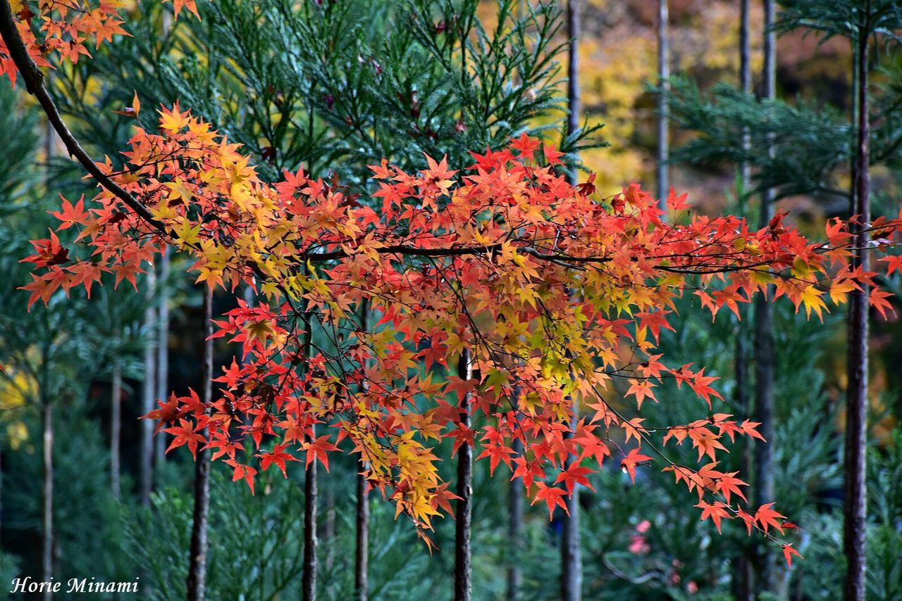 autumn, change, leaf, maple tree, maple leaf, nature, orange color, growth, beauty in nature, day, outdoors, tree, focus on foreground, tranquility, maple, no people, branch, close-up