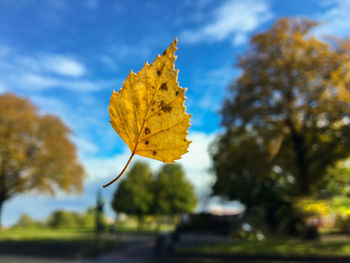 Close-up of yellow maple leaves against sky