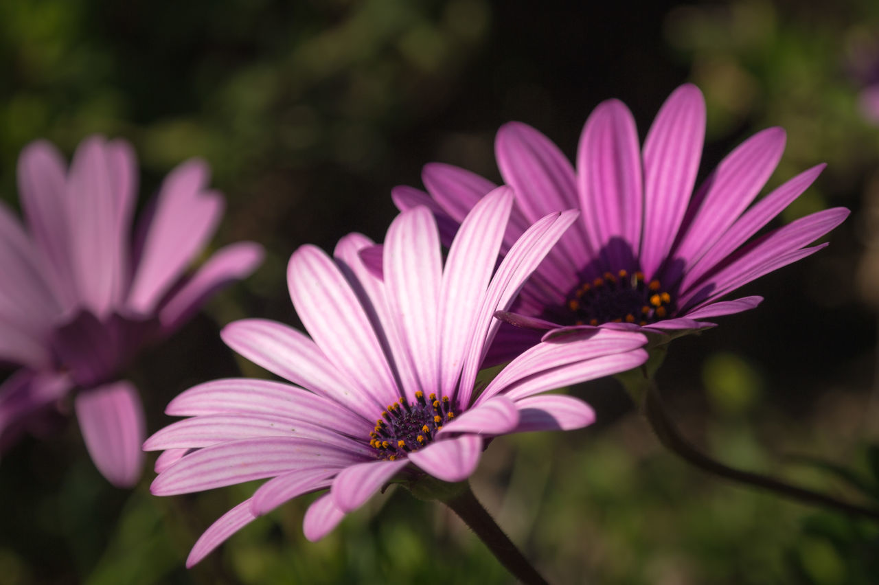 flower, fragility, beauty in nature, freshness, nature, petal, focus on foreground, growth, flower head, blooming, close-up, pollen, pink color, plant, no people, one animal, outdoors, day, osteospermum, animal themes, eastern purple coneflower