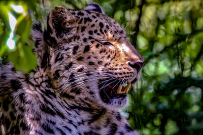 Close-up of a cat looking away