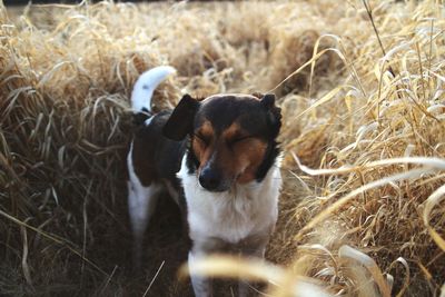 Close-up of dog sitting on field