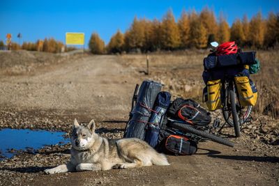 Man with dog sitting on land