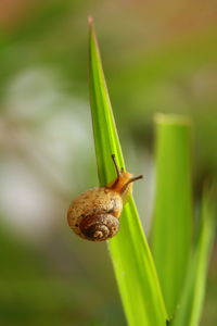 Close-up of snail on plant