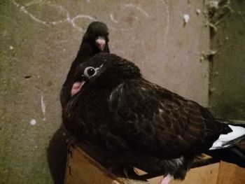 Close-up of bird perching outdoors