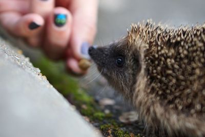 Close-up of hand feeding a hedgehog