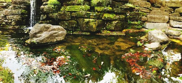 Moss growing on rock by trees