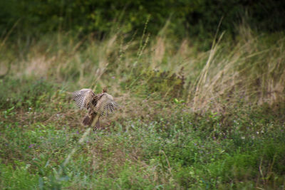 Pheasant landing in field