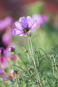 Close-up of pink flowering plant