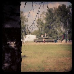 Trees on grassy field