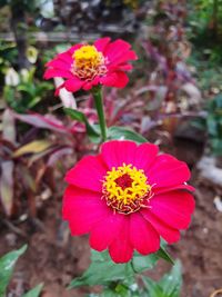 Close-up of pink flower