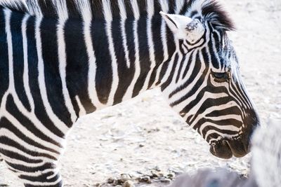 Zebra standing on field