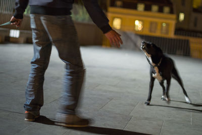 Low section of man with dog walking on zebra crossing