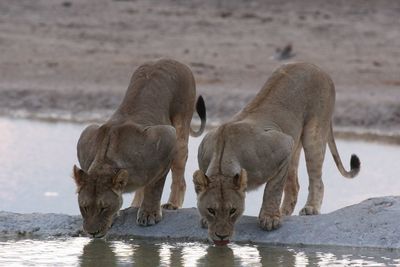 Lioness drinking water at lake