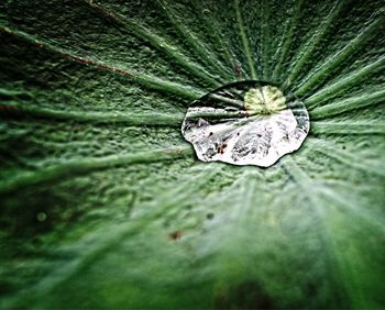 Close-up of water drops on leaf