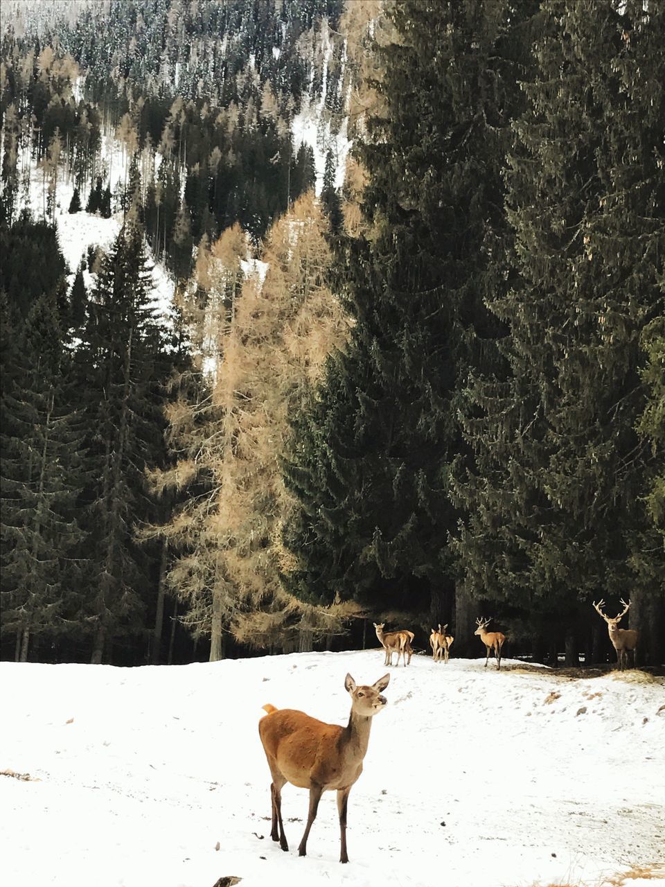 HORSES STANDING ON SNOW COVERED MOUNTAIN