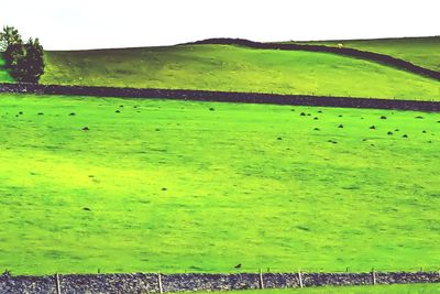 Scenic view of grassy field against sky