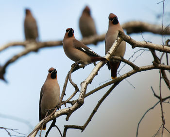 bird