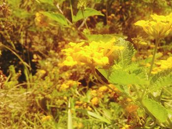 Close-up of yellow flowers