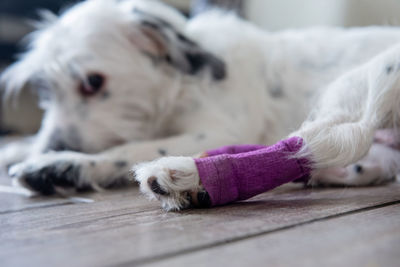 Close-up of dog lying on table