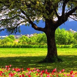 View of flowers blooming on field