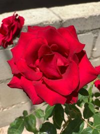 Close-up of red rose