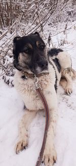 Dog on snow covered land