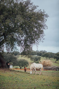 Horses grazing on field against sky