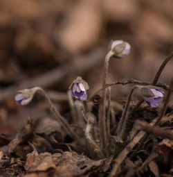 Close-up of wilted flower on field