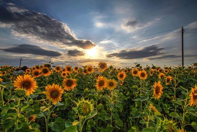 Sunflowers growing on field against sky during sunset