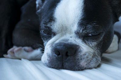 Close-up portrait of dog relaxing on bed