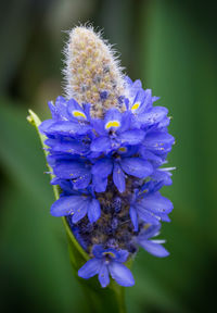 Close-up of purple flower