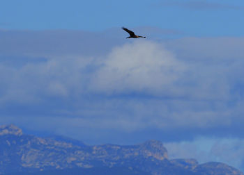 Low angle view of bird flying in sky