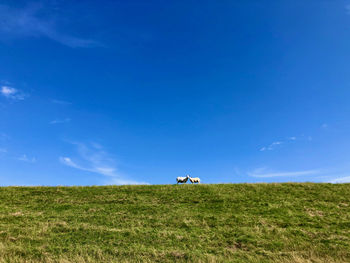 Low-angle view at two sheep on top of a high dike under a blue sky